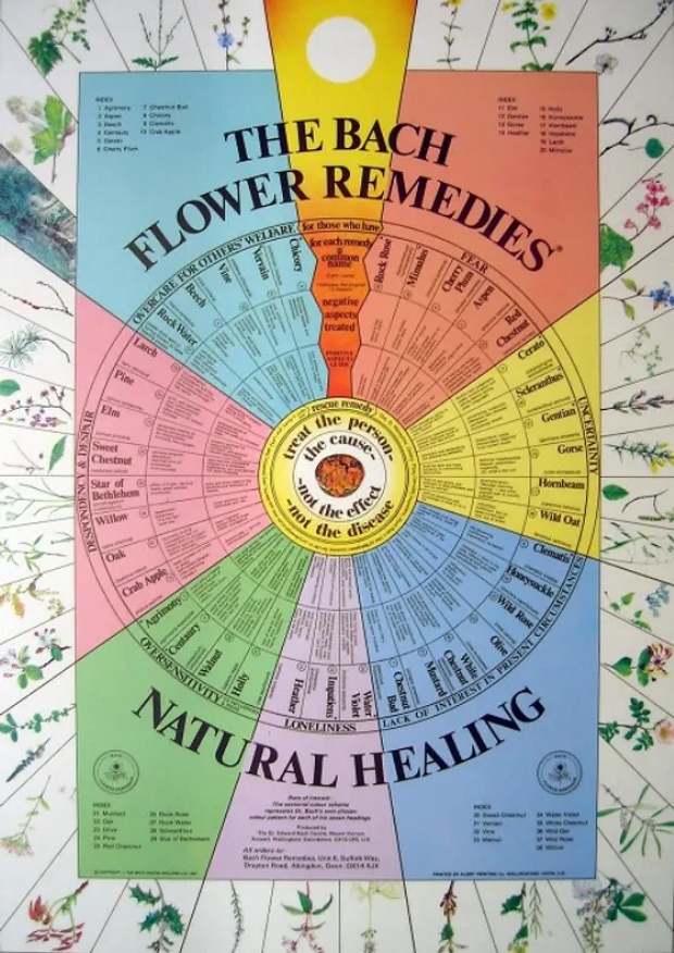 Poster of the Bach Flower Remedies